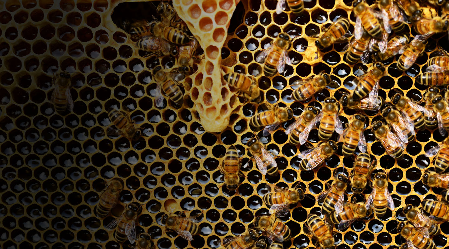 Protéger les abeilles et leur environnement 